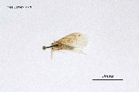 藏品(毒蛾科)的圖片